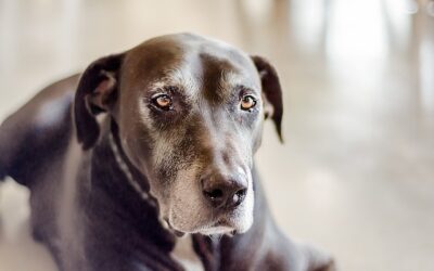 Estate Planning for Your Pet