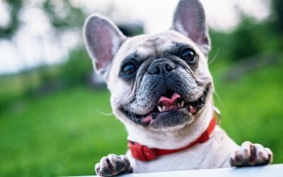 Estate Planning for Pets in Cincinnati