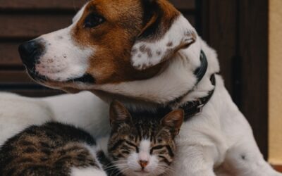 Estate Planning for Your Pet